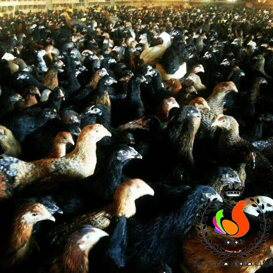 خرید مرغ بومی تخمگذار و فروش مرغ تخمگذار بومی اصلاح نژاد شده پر تولید