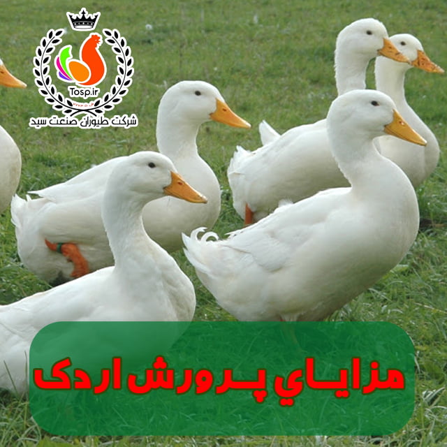 مزایای پرورش اردک