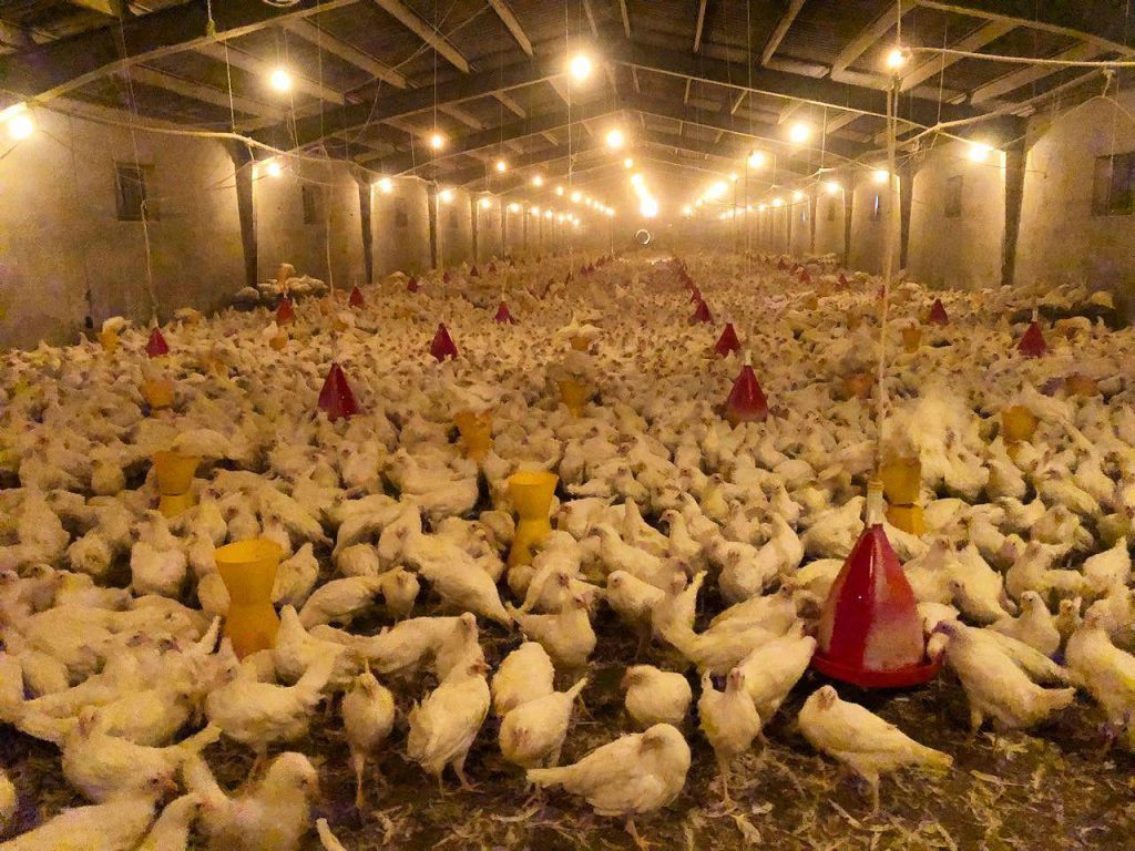 مرغ تخمگذار صنعتی