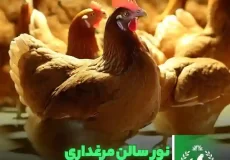 نور سالن مرغداری مرغ تخمگذار
