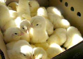 Box of Chicks
