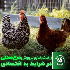 راهکارهای پرورش مرغ محلی در شرایط بد اقتصادی