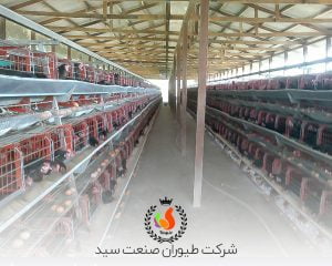 پرورش مرغ تخمگذار صنعتی در قفس