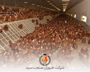 پرورش مرغ تخمگذار صنعتی در قفس