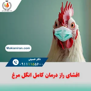درمان انگل مرغ