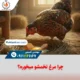 چرا مرغ تخمشو میخوره؟