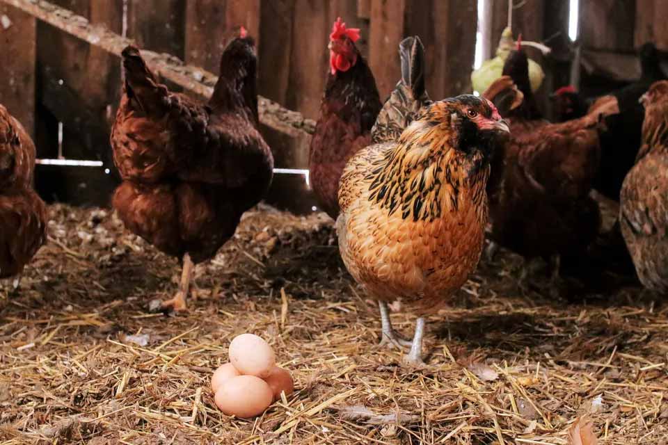 خوردن تخم در مرغ