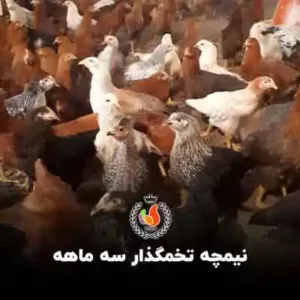 قیمت نیمچه مرغ سه ماهه