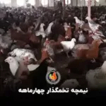 قیمت نیمچه مرغ چهار ماهه