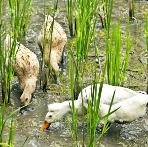 پرورش اردک در مزارع برنج
