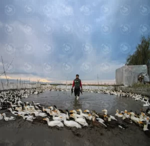 پرورش اردک در مزارع برنج