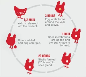 مراحل تخمگذاری مرغ