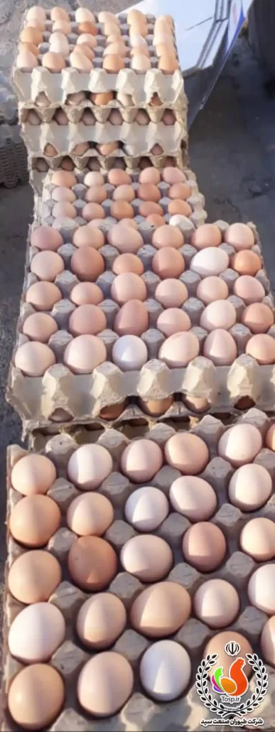 تخم مرغ محلی گلپایگانی
