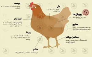 سلامت ظاهری مرغ