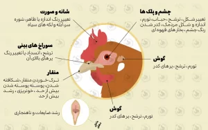 سلامت ظاهری مرغ