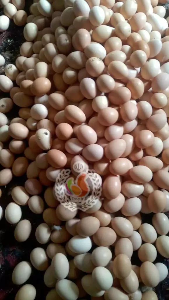تخم مرغ مرغ بومی گلپایگانی