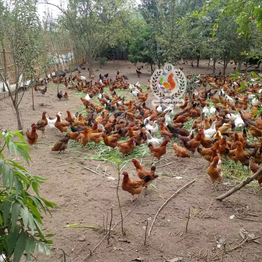 پرورش مرغ محلی در فضای باز