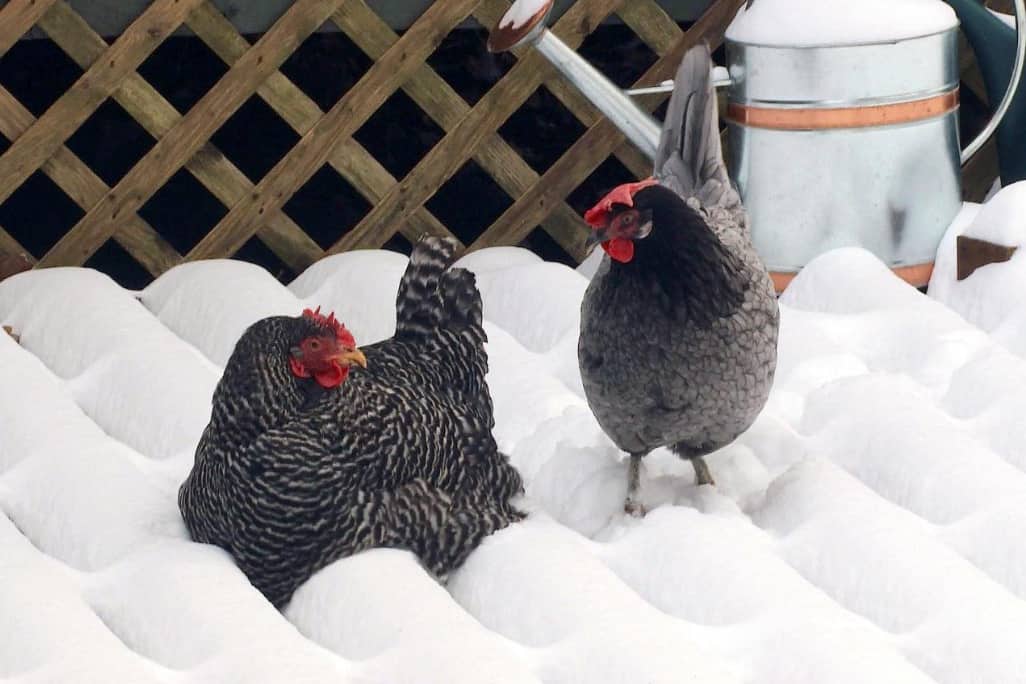 مرغ تخمگذار نژاد پیلموت راک در برف