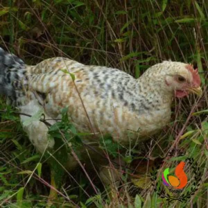 basque chicken