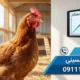 لیست قیمت مرغ تخمگذار