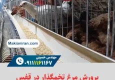پرورش مرغ تخمگذار در قفس: راهی آسان برای افزایش سودآوری در مرغداری