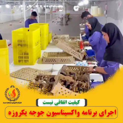 فیلم واکسیناسیون جوجه در سالن