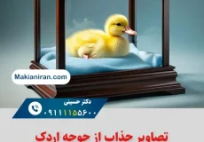 تصاویر جوجه اردک یکروزه