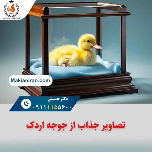 تصاویر جوجه اردک یکروزه