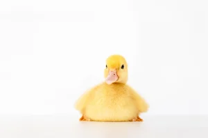 تصویری از جوجه اردک تپل نشسته