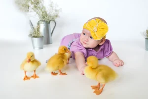 عکس جذابی از جوجه اردک ها در کنار بچه