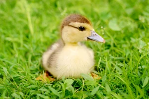 تصویری از جوجه اردک نشسته روی چمن