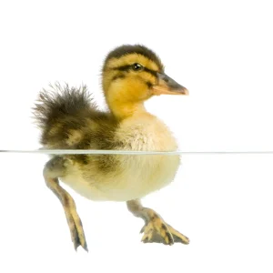 جوجه اردک در حال شنا کردن