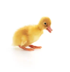 جوجه اردکی که در حال بک بک کردنه