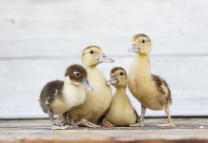 عکس چندتا جوجه اردک در کنارهم