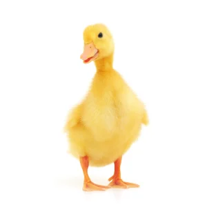 تصویری از جوجه اردک در حال بک بک کردن