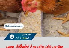 بهترین دان برای مرغ تخمگذار بومی