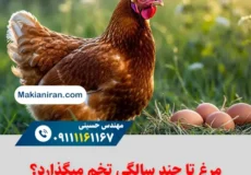 مرغ تا چند سالگی تخم می‌گذارد