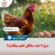 مرغ تا چند سالگی تخم می‌گذارد