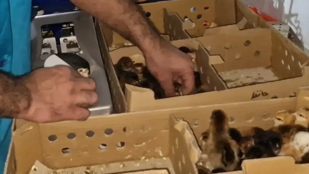 فیلم واکسن زدن جوجه مرغ