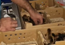 فیلم واکسن زدن جوجه مرغ